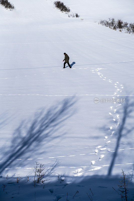 在白雪皑皑的平原上可以看到树木和线条灌木。 人类走向树木的背景